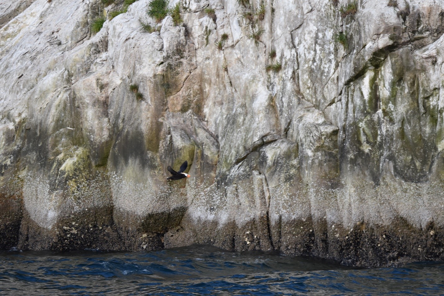 A puffin in flight near the Inian Islands.